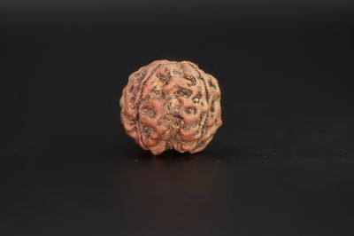 4 Mukhi Rudraksha - 17.8 X 17.79 MM Weight - Origin - Nepal