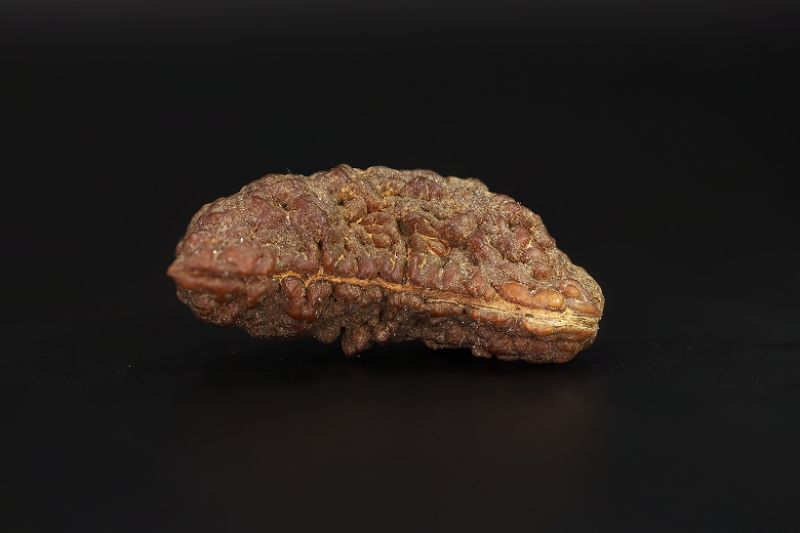 01 Mukhi Rudraksha - 5.68 Gms Weight - Origin - India