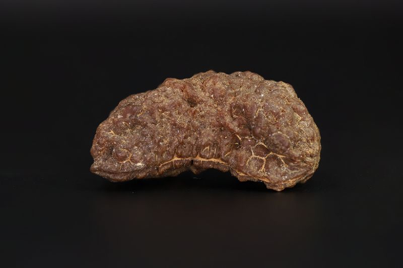 01 Mukhi Rudraksha - 5.37 Gms Weight - Origin - India