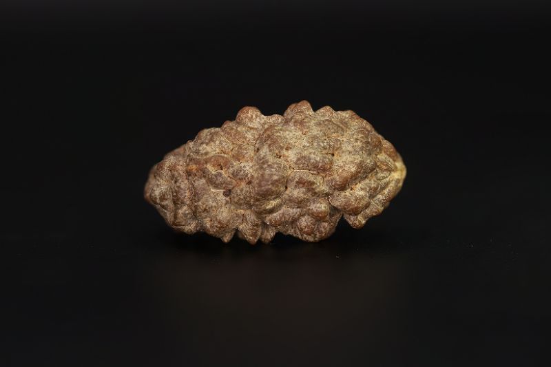 01 Mukhi Rudraksha - 5.56 Gms Weight - Origin - India