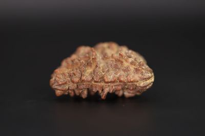 Brown Rudraksh 1 Mukhi - 5.14 Gms Weight - Origin - India