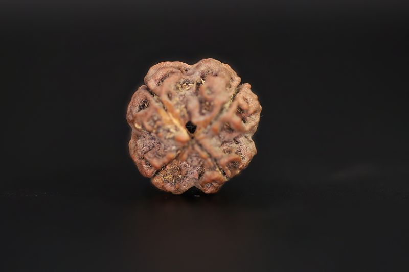 Rudraksha 4 Mukhi  Brown - 18.84 X 20.02 MM Weight - Origin - Nepal