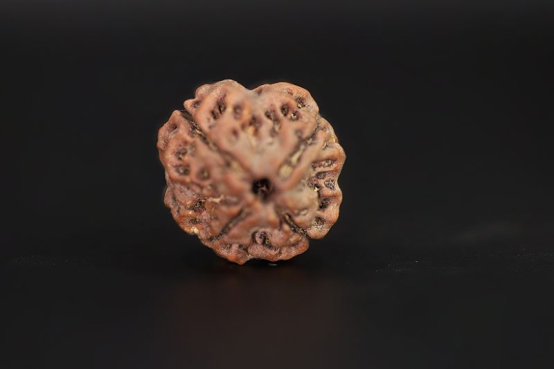 Rudraksha 4 Mukhi  Brown - 18.84 X 20.02 MM Weight - Origin - Nepal