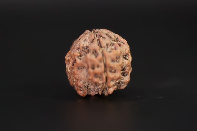 Rudraksha 4 Mukhi  Brown - 18.84 X 20.02 MM Weight - Origin - Nepal