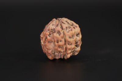 Rudraksha 4 Mukhi  Brown - 18.84 X 20.02 MM Weight - Origin - Nepal