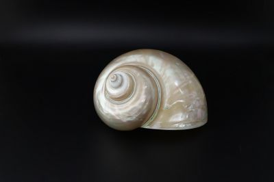 Golden Pearl Snail Shell