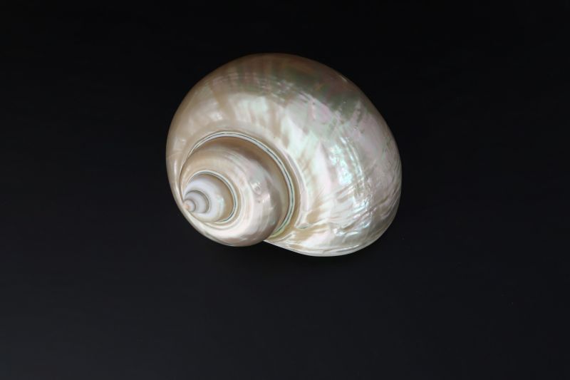 Golden Pearl Snail Shell