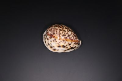 Lucky Natural Seashell (Kodi)