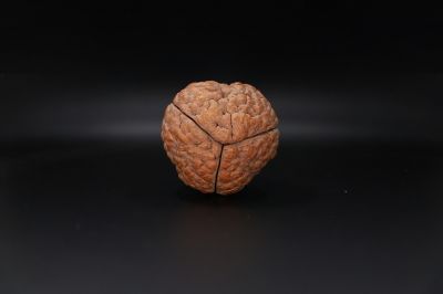 Rudraksha 3 Mukhi Rudraksha - 57.96 MM Weight - Origin - India