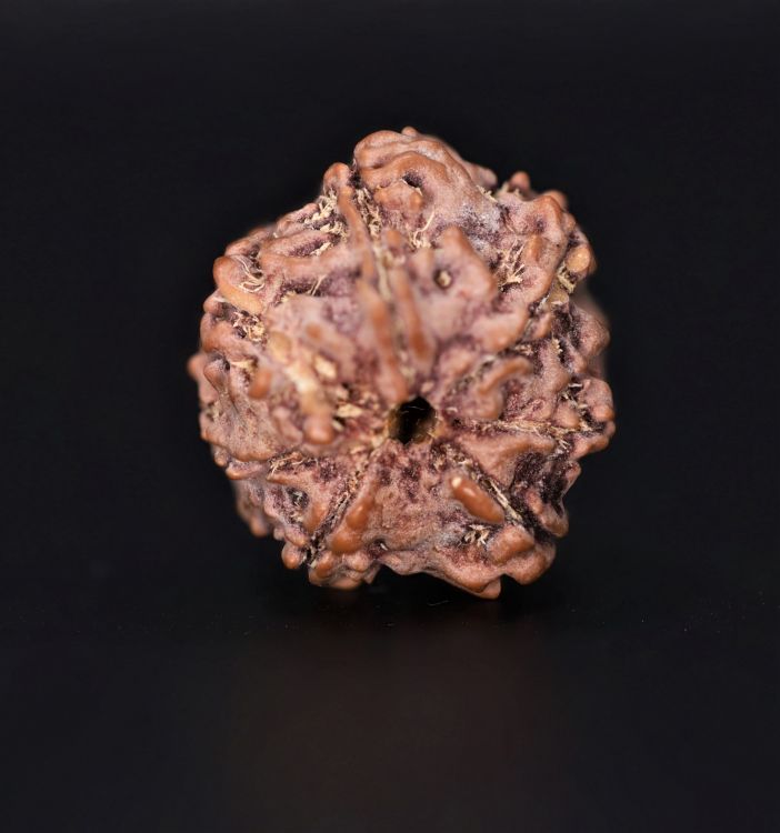 Natural 7 Mukhi Rudraksha Shanka- 3.00 Gms Weight - Origin - Nepal