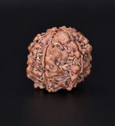 Natural 7 Mukhi Rudraksha Shanka- 3.00 Gms Weight - Origin - Nepal