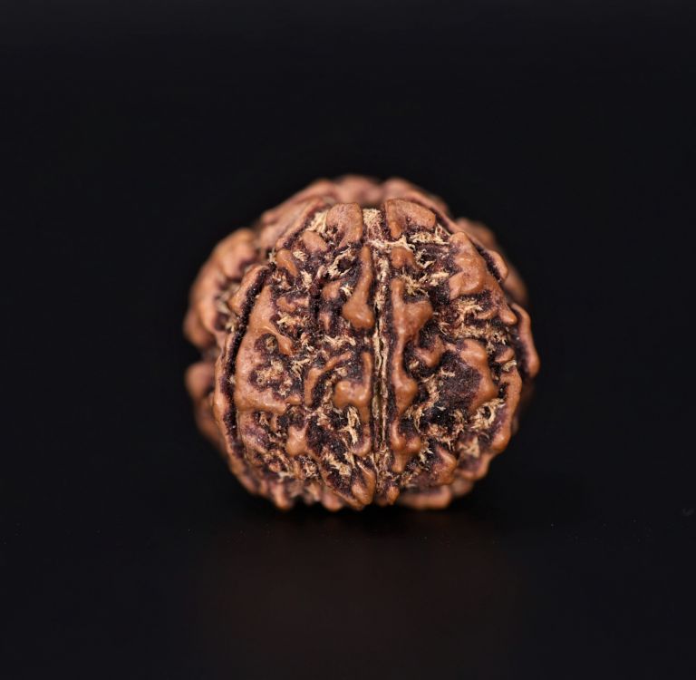 Rudraksha 7 Mukhi  Brown - 2.38 Gram  Weight - Origin - Nepal