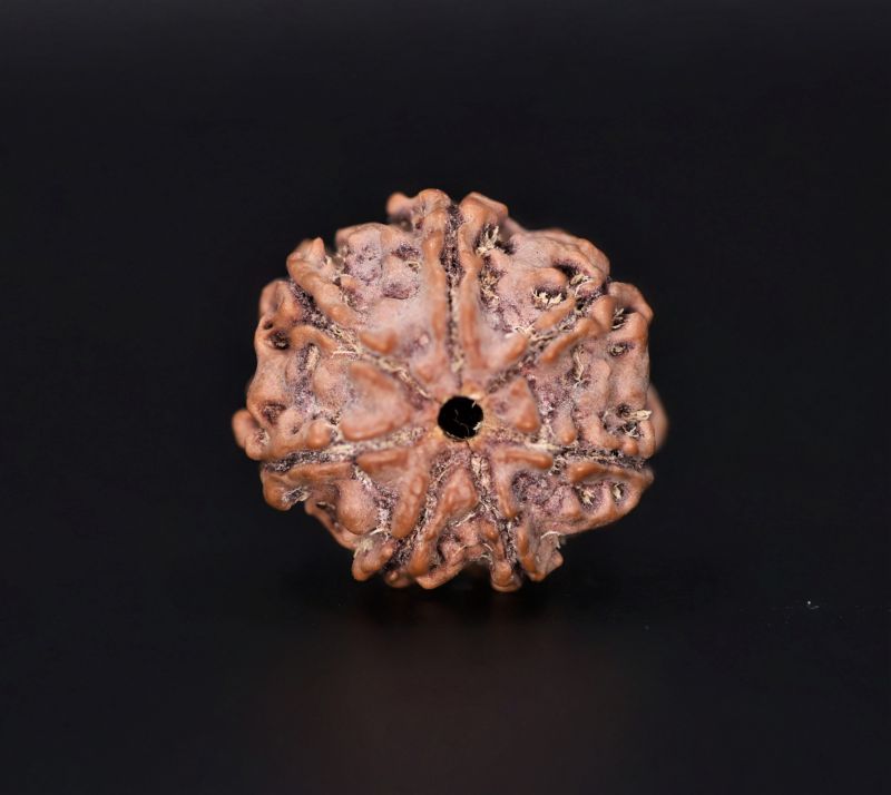 7 Mukhi Rudraksha - 2.65 Gram Weight - Origin - Nepal