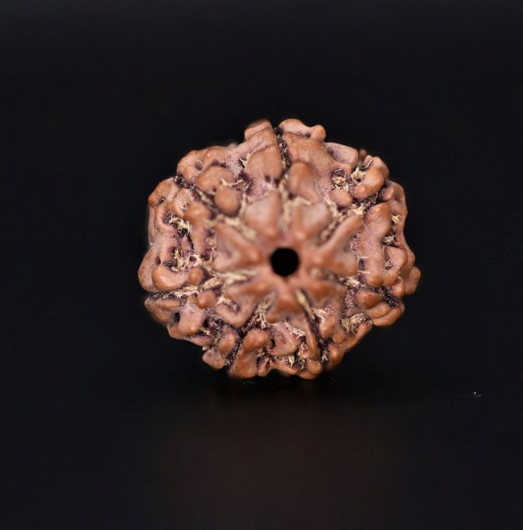 7 Mukhi Rudraksha - 2.65 Gram Weight - Origin - Nepal