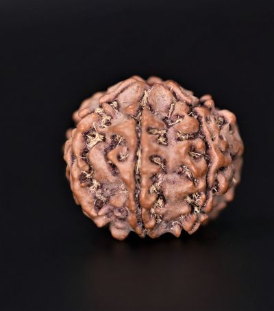 7 Mukhi Rudraksha - 2.65 Gram Weight - Origin - Nepal