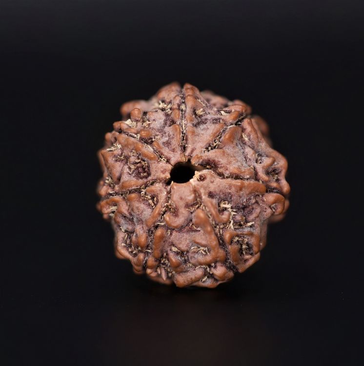 Rudraksha 7 Mukhi  Brown - 3.37 Gram  Weight - Origin - Nepal