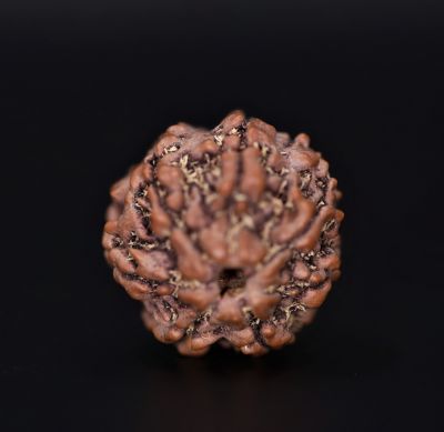 Rudraksha 7 Mukhi  Brown - 3.37 Gram  Weight - Origin - Nepal