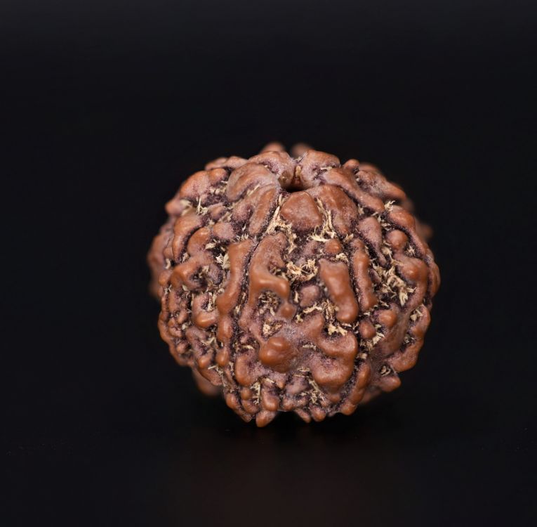 Rudraksha 7 Mukhi  Brown - 3.37 Gram  Weight - Origin - Nepal