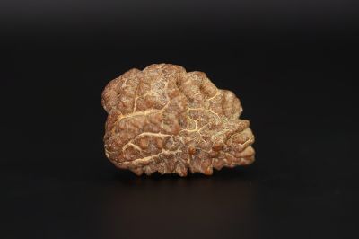 Rudraksha 1 Mukhi  Brown - 3.66 Gram Weight - Origin - Nepal