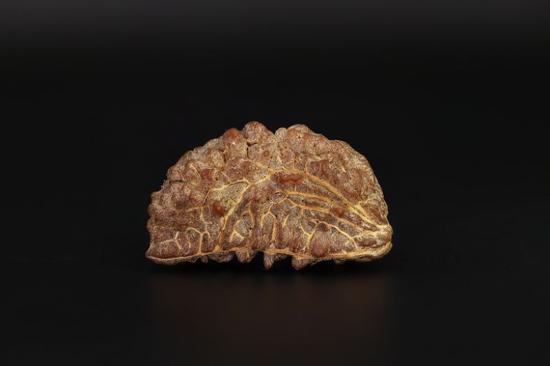 1 Mukhi Rudraksha - 3.79 Gram Weight - Origin - Nepal