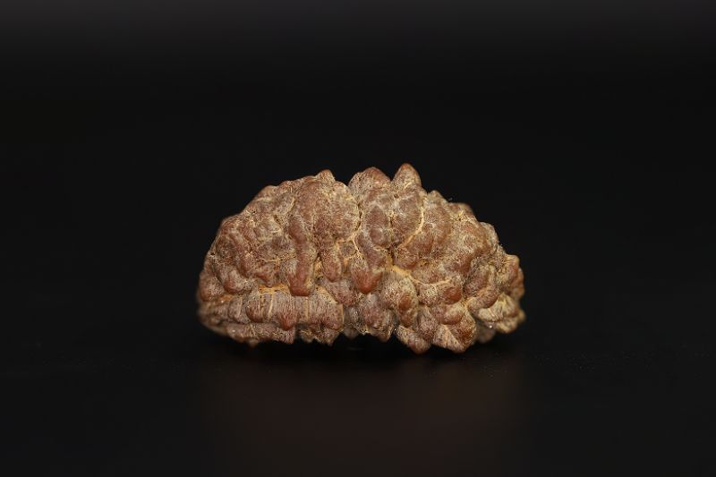 1 Mukhi Rudraksha - 3.79 Gram Weight - Origin - Nepal