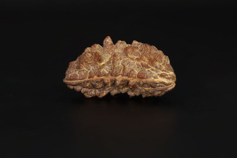 1 Mukhi Rudraksha - 3.79 Gram Weight - Origin - Nepal