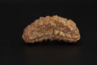 Natural 1 Mukhi Rudraksha Shanka- 2.89 Gram Weight - Origin - Nepal