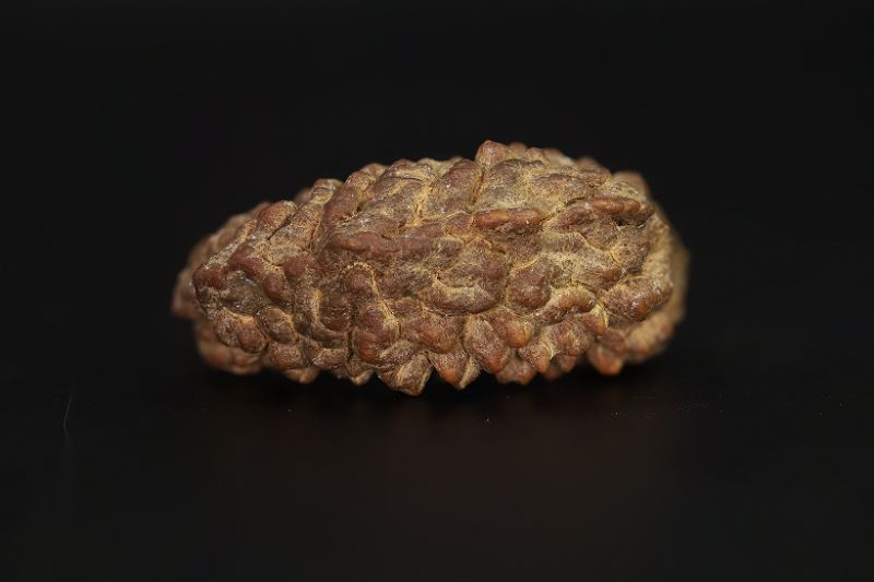 Natural 1 Mukhi Rudraksha Shanka- 2.89 Gram Weight - Origin - Nepal