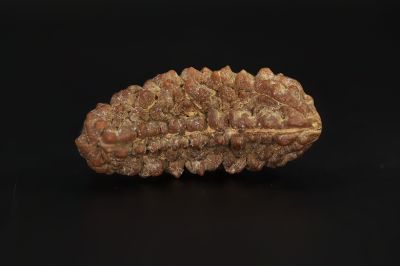 Natural 1 Mukhi Rudraksha Shanka- 2.89 Gram Weight - Origin - Nepal