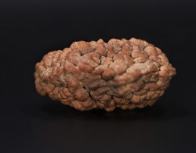 1 Mukhi Rudraksha - 5.24 Gram Weight - Origin - Nepal