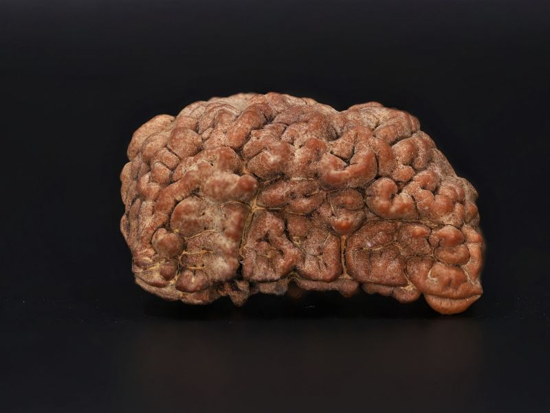 1 Mukhi Rudraksha - 5.24 Gram Weight - Origin - Nepal