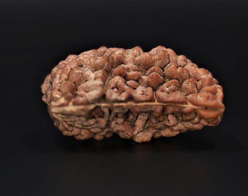 Rudraksha 1 Mukhi  Brown - 5.06 Gram Weight - Origin - Nepal