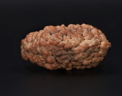 Rudraksha 1 Mukhi  Brown - 5.06 Gram Weight - Origin - Nepal