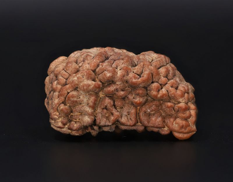 1 Mukhi Rudraksha - 4.88 Gram Weight - Origin - Nepal