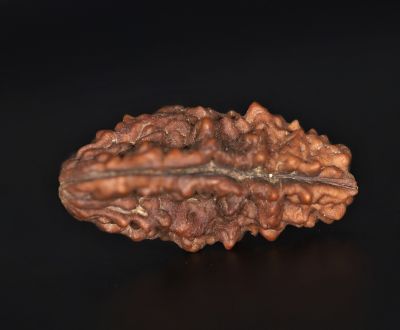 Rudraksha 1 Mukhi  Brown - 3.90 Gram Weight - Origin - Nepal