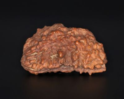 Rudraksha 1 Mukhi  Brown - 3.90 Gram Weight - Origin - Nepal