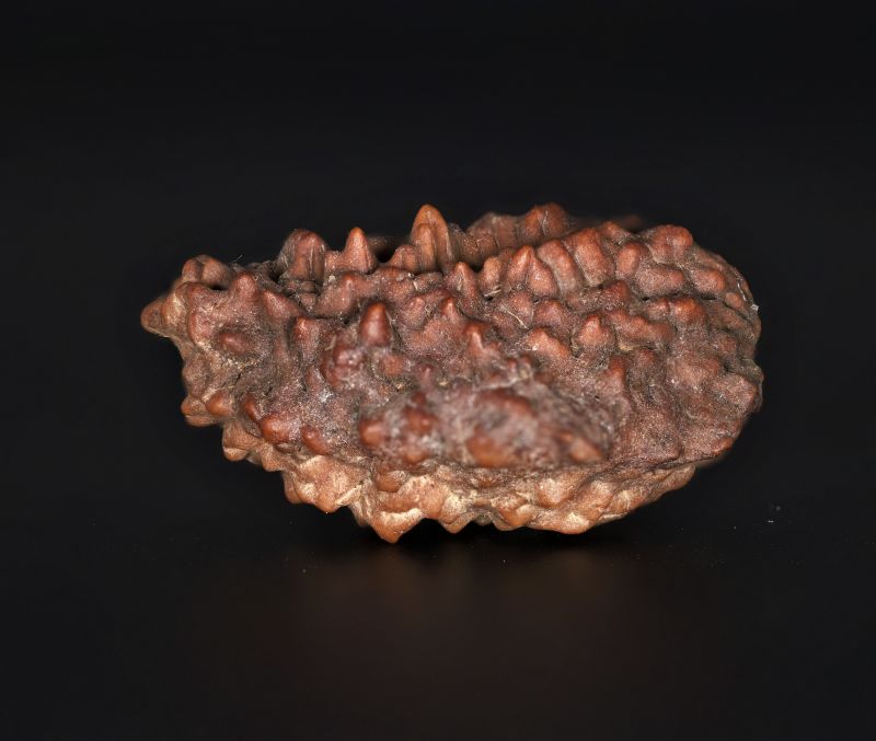 Rudraksha 1 Mukhi  Brown-4.57 Gram Weight-Origin-Nepal