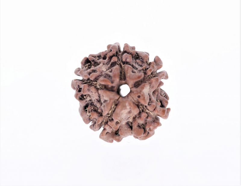 Rudraksha 5 Mukhi  Brown - 2.44 Gram Weight - Origin - Nepal