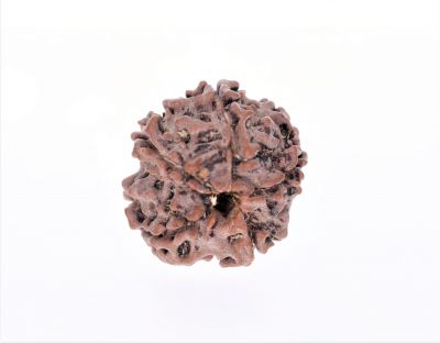 Rudraksha 5 Mukhi  Brown - 2.44 Gram Weight - Origin - Nepal