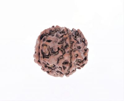 Rudraksha 5 Mukhi  Brown - 2.44 Gram Weight - Origin - Nepal