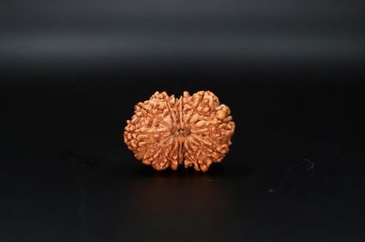 Natural  13 Mukhi Rudraksha -5 Gram Carat Weight - Origin - India