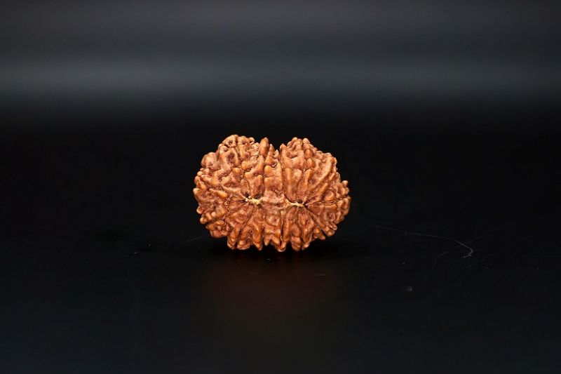 Natural  13 Mukhi Rudraksha -5 Gram Carat Weight - Origin - India