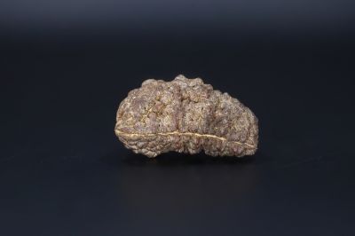 Brown Rudraksh 1 Mukhi-5.42 Gms Weight-Origin-India