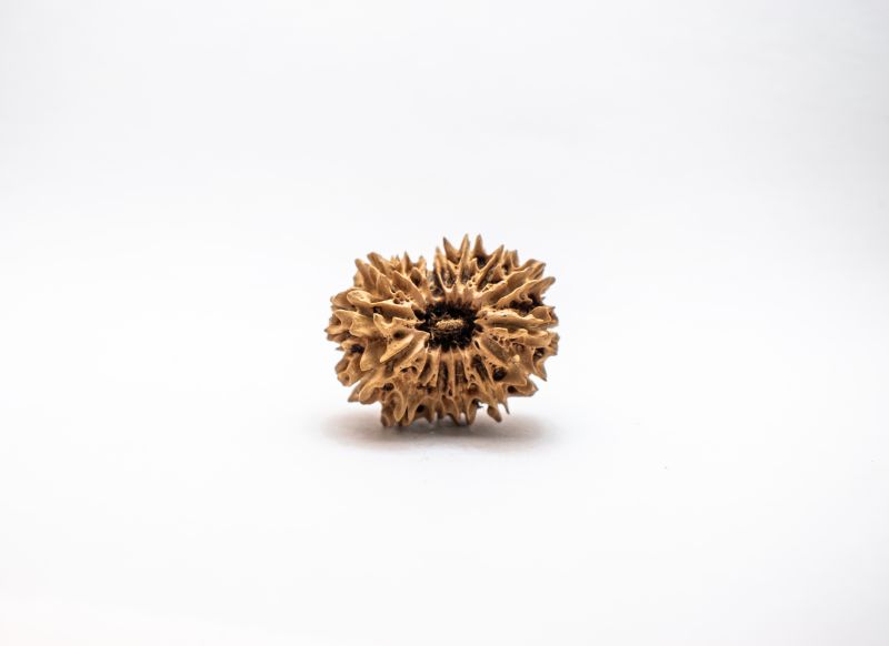 Natural 15 Mukhi Rudraksha-02.880 Gram Carat Weight-Origin-India