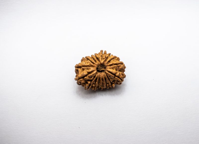 Natural 16 Mukhi Rudraksha-02.462 Gram Carat Weight-Origin-India