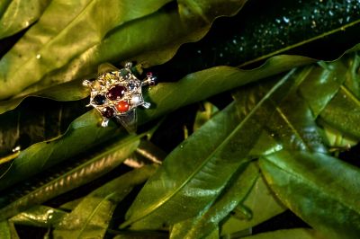 Navratna Silver (turtle) Ring