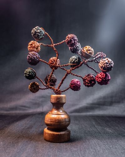 Rudraksha coloured tree-A22071